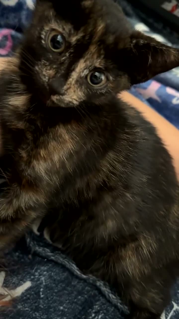 Mixed Breed cats for sale: 13 week old kitten - Video 2