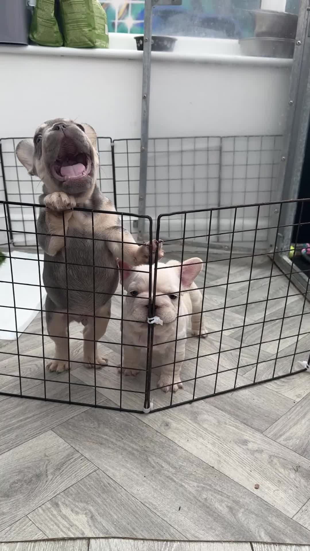 French Bulldog dogs for sale: French bulldog puppies  - Video 1