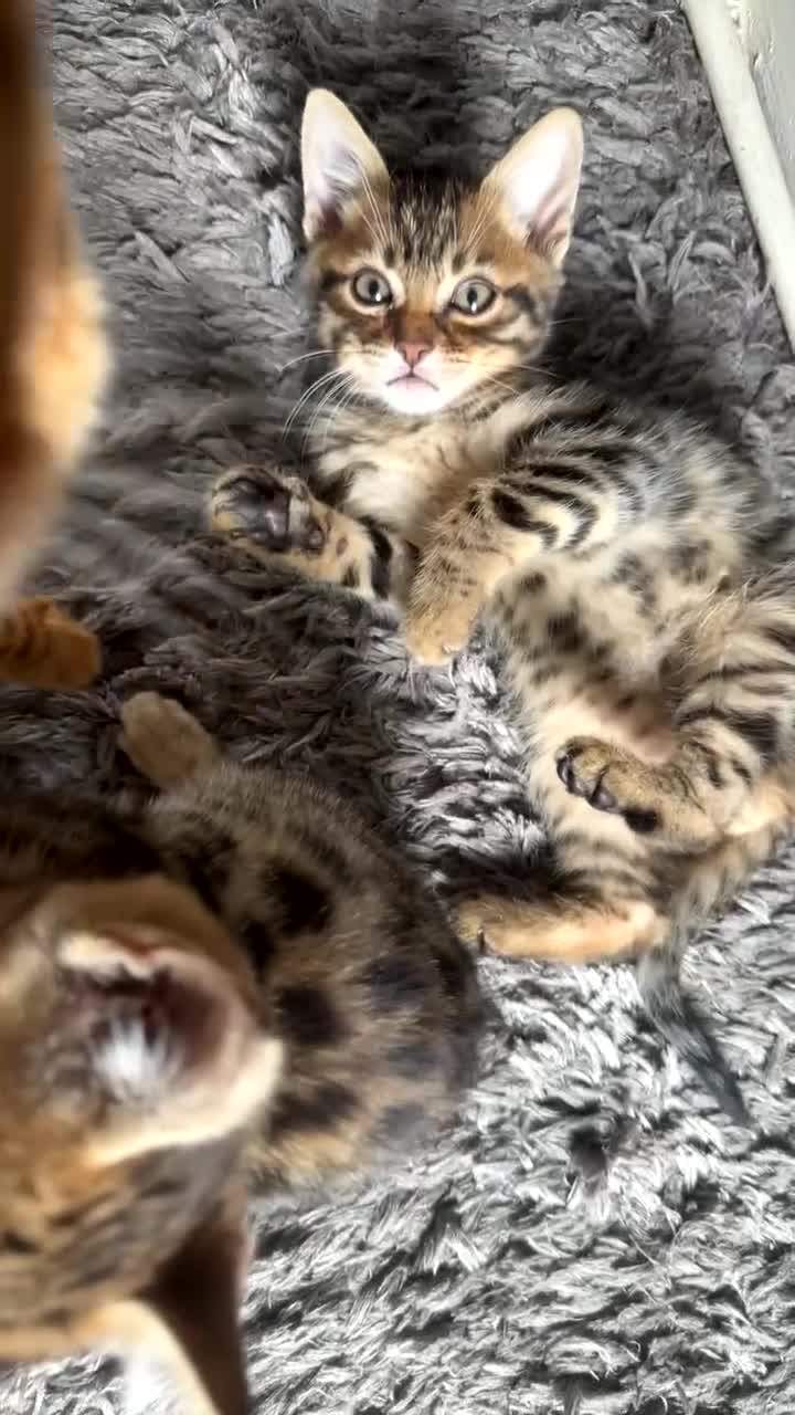 Mixed Breed cats for sale: Half bengal Half tabby cats for sale  in Smethwick - Video 2