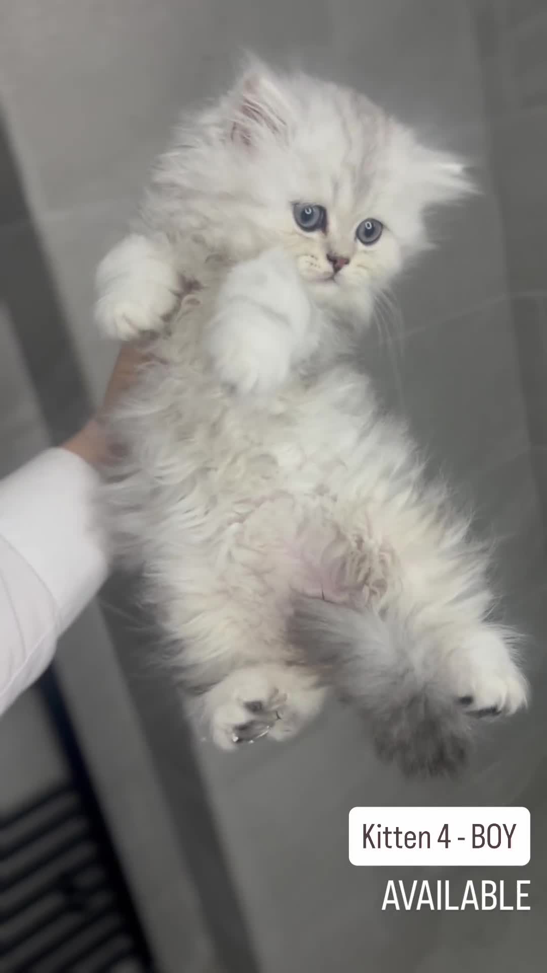 Persian cats for sale: 🎀4 BOYS LEFT!!🎀Persian Chinchilla Kittens 💎💎 - Video 4