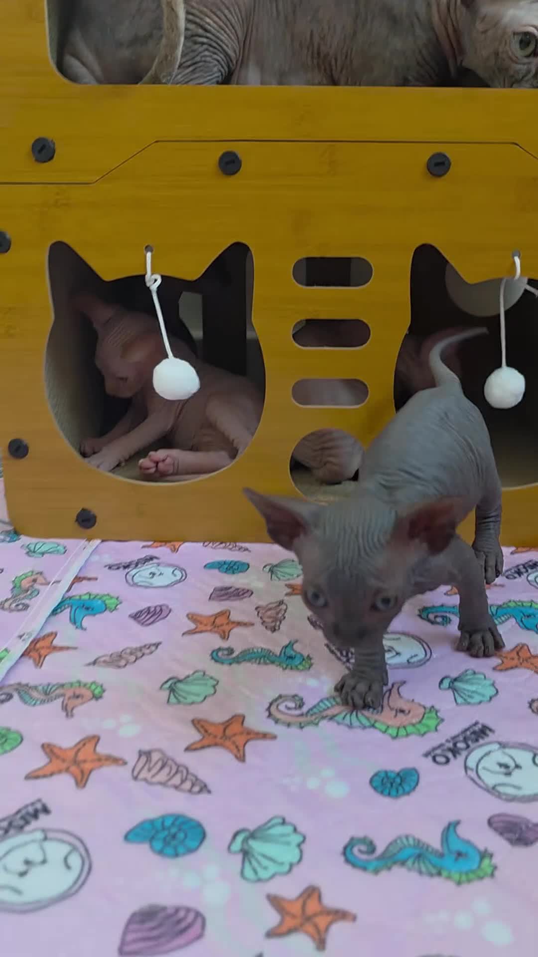 Sphynx cats for sale: Beautiful Canadian Sphynx Kittens Available 💎 - Video 3