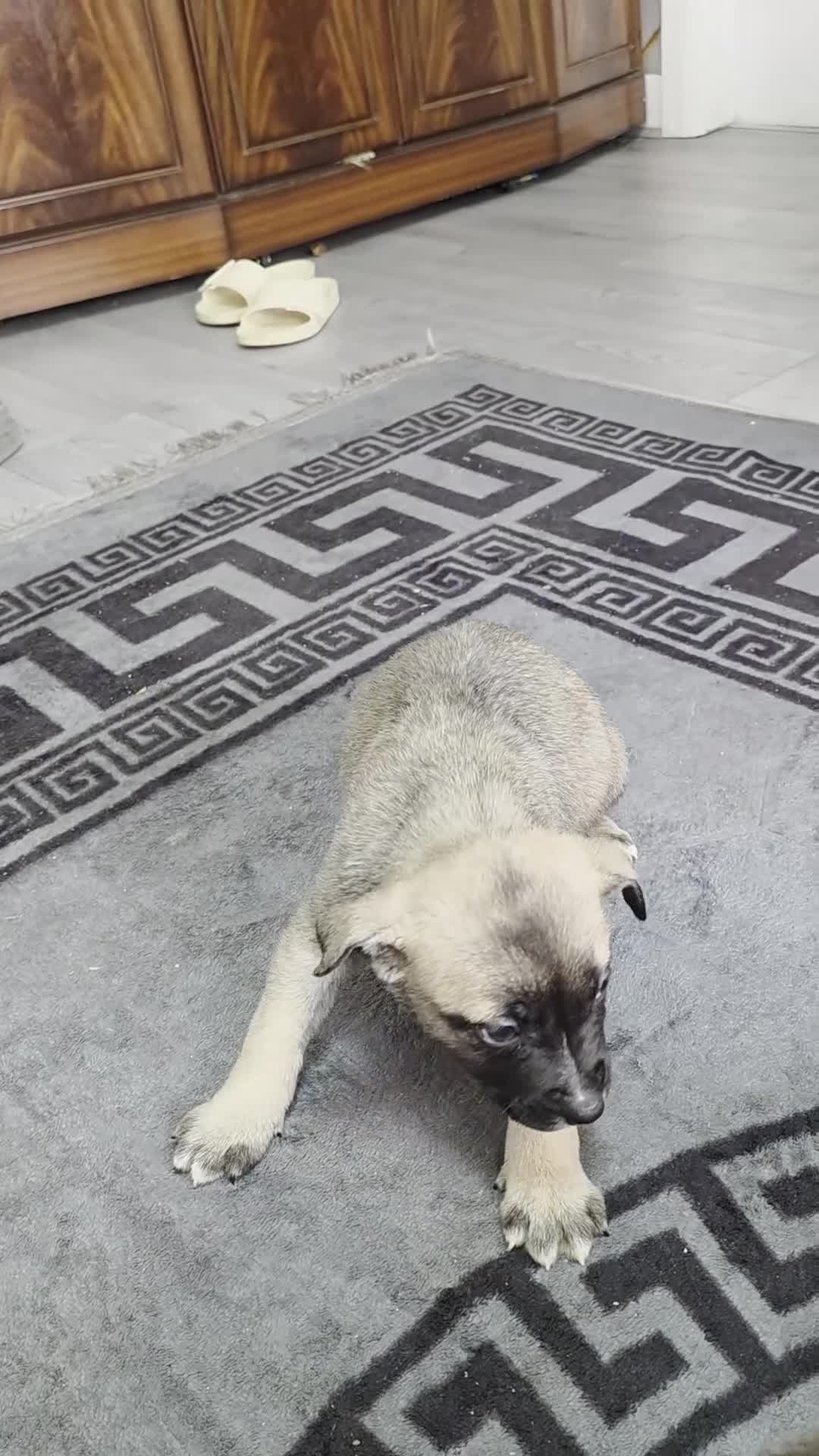 Mixed Breed dogs for sale: Siberian husky puppies  - Video 5