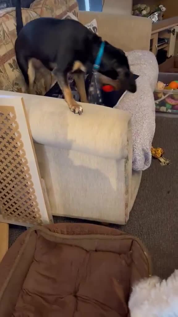 Mixed Breed dogs for adoption: 🌟 CRUZ – 1-YEAR-OLD FEMALE MIXED BREED 🌟 in Southport - Video 2
