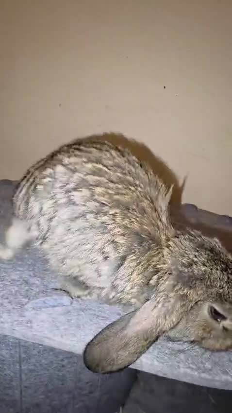 French Lop rabbits for sale: Giant French Lop in Crewkerne - Video 4