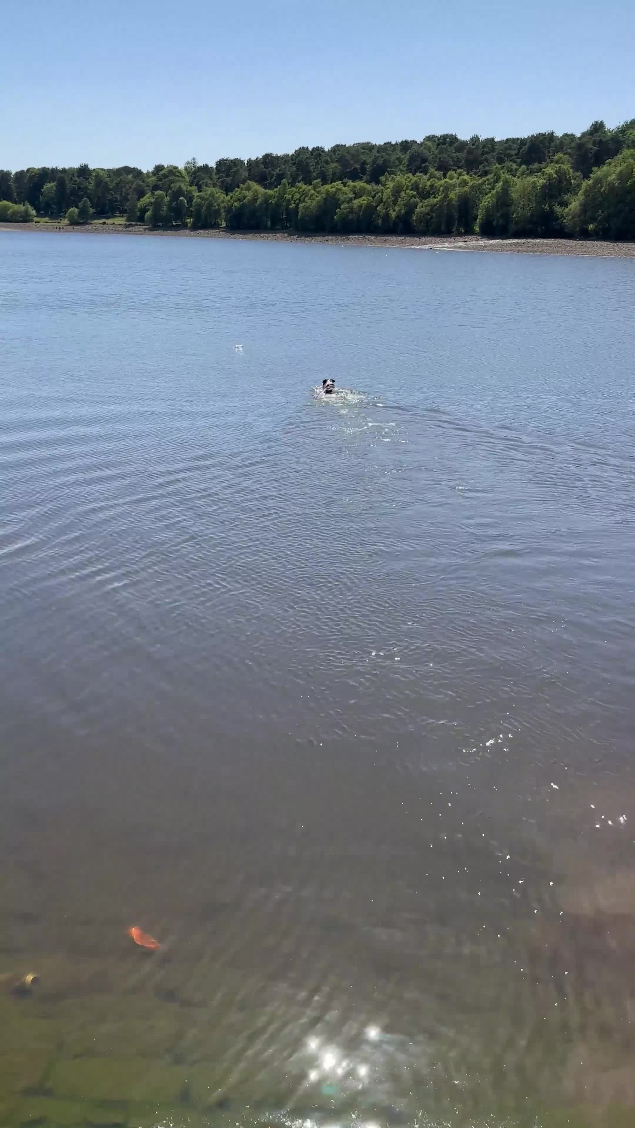 Mixed Breed dogs for sale: Oldiepoo puppies for sale  - Video 4