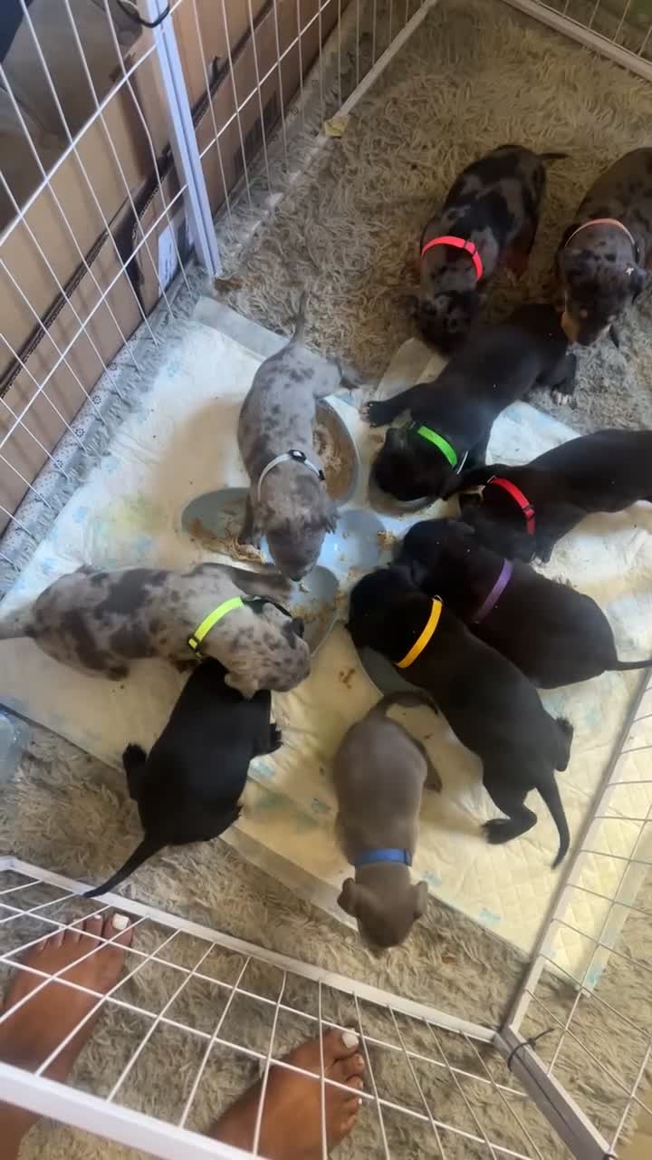 Mixed Breed dogs for sale: Boy pups ready to go  in London - Video 1