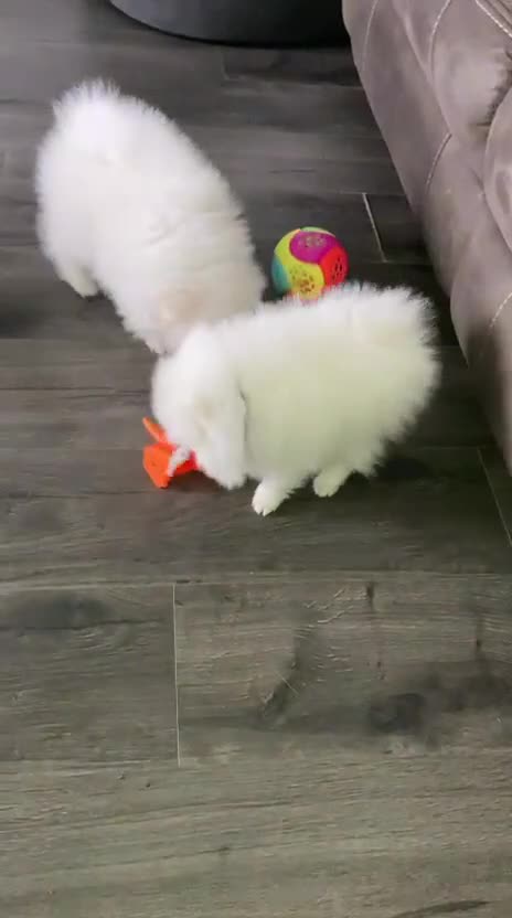 Pomeranian dogs for sale: Quality Pure white pomeranian puppies  - Video 3