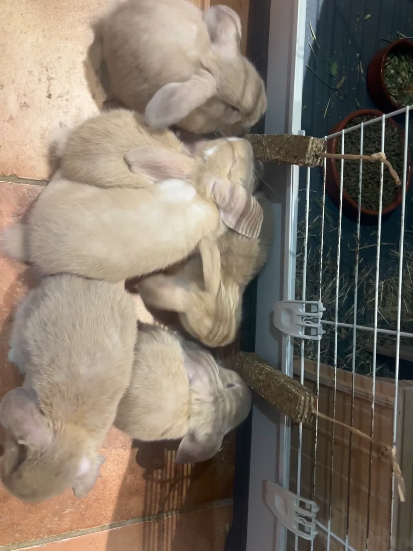 Mini Lop rabbits for sale: 🐰 Mini Lop Baby Bunnies for Sale 🐰 - Video 1