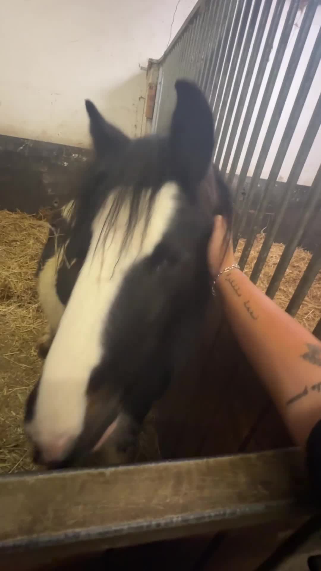 Irish Cob horses for sale: Piggy  - Video 2