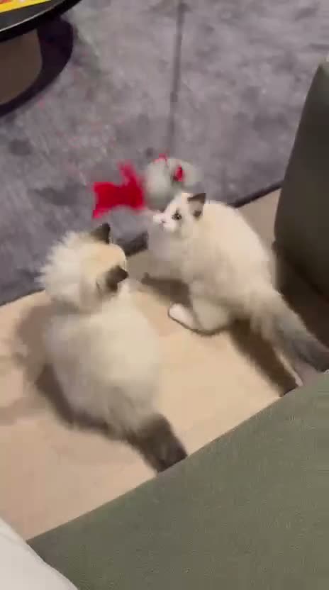 Ragdoll cats for sale: ✨️🏆 🧸🤎ReadyNow Eu ChampLine Tica Reg Ragdolls  - Video 4