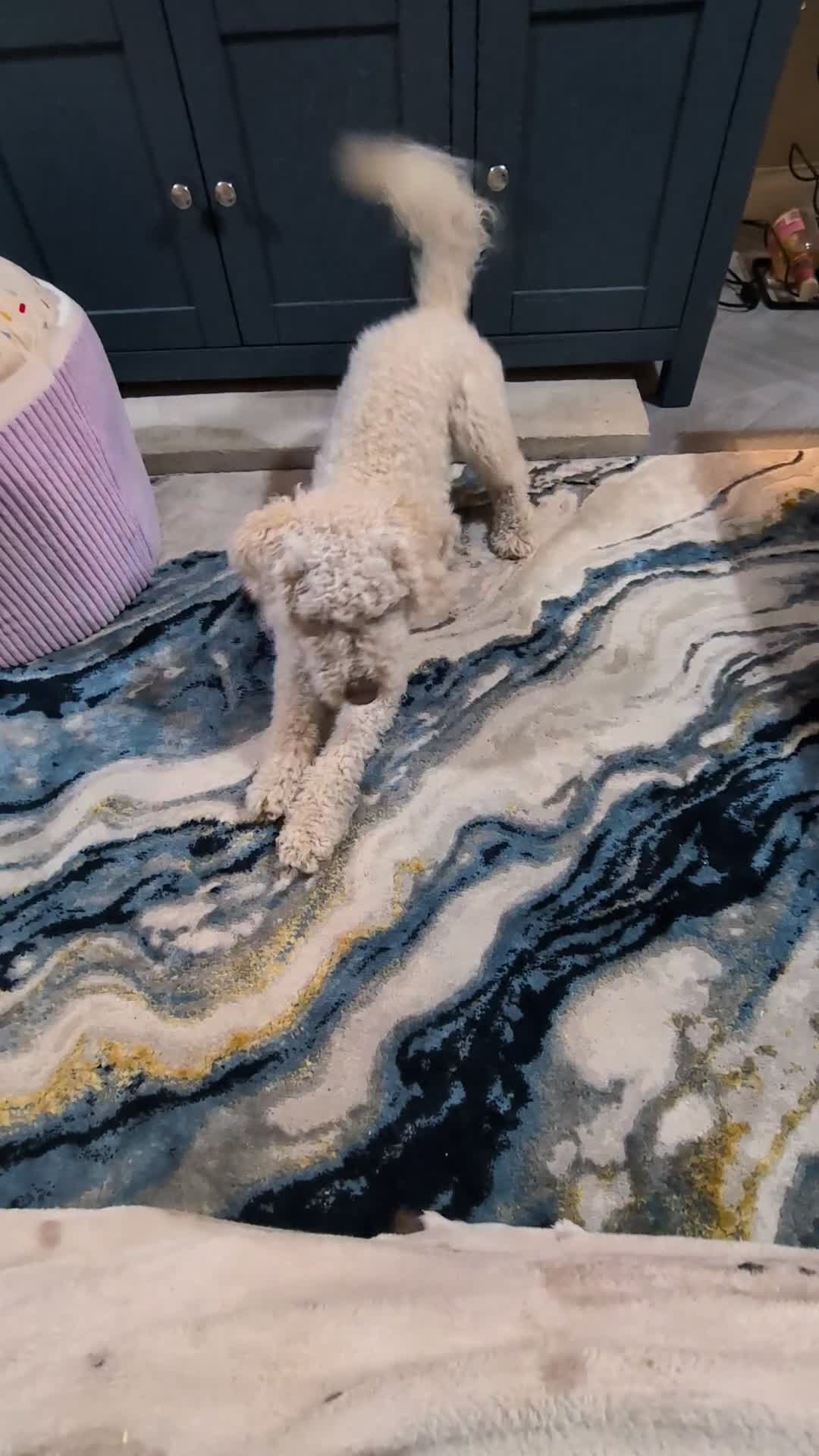 Sproodle dogs for sale: 1 year old Male sproodle for sale - Video 1