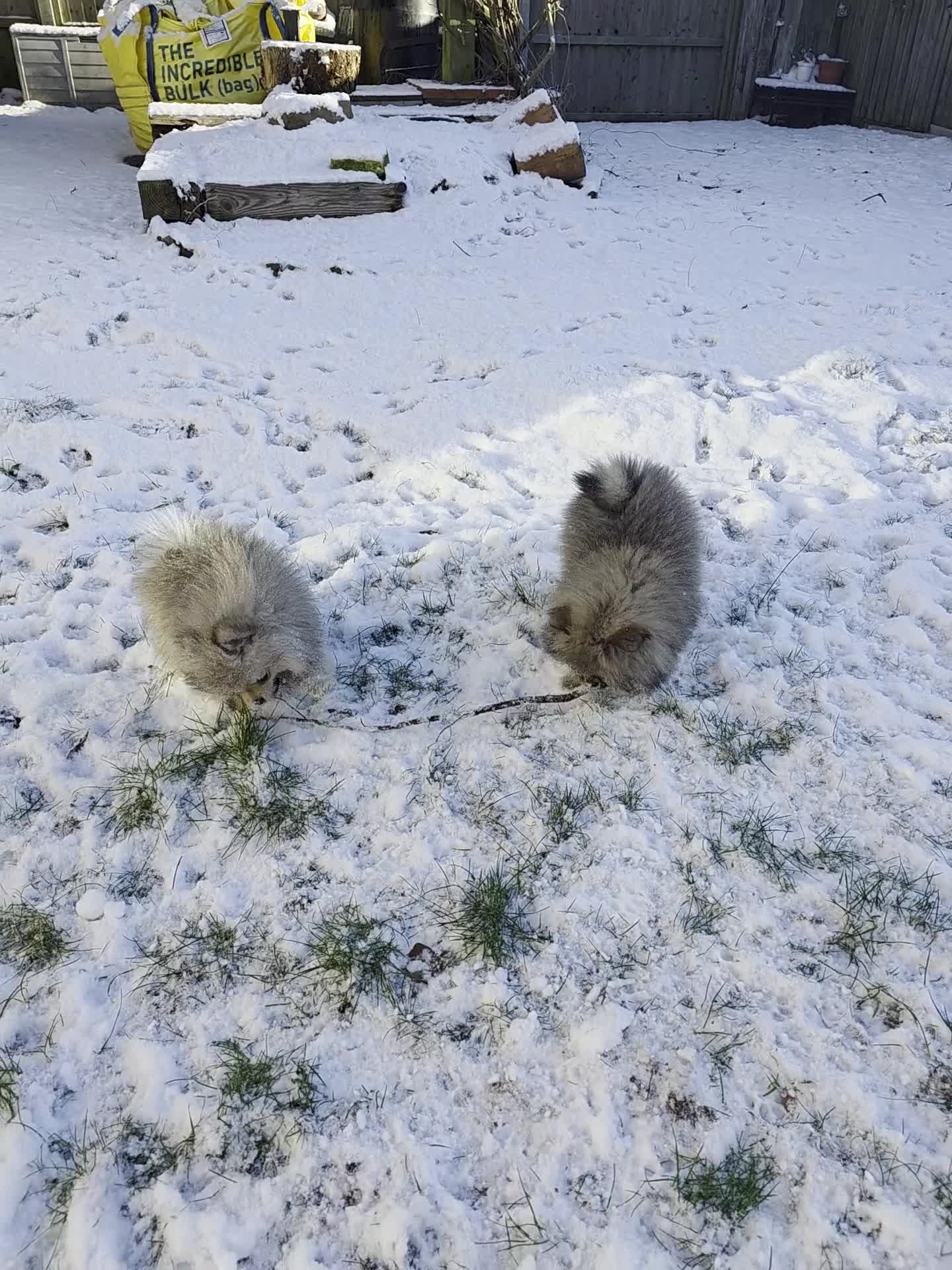 Pomeranian dogs for sale: 2 quality Kc registered Pomeranian boys - Video 1