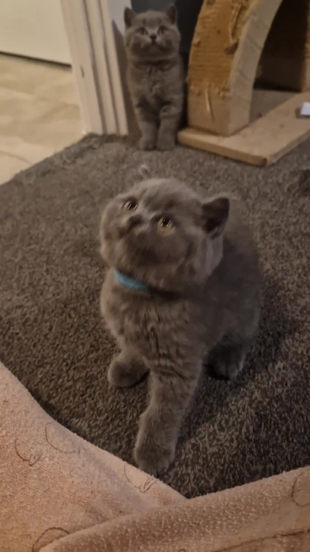 British Shorthair cats for sale: British Blues 🐻💙 - Video 4