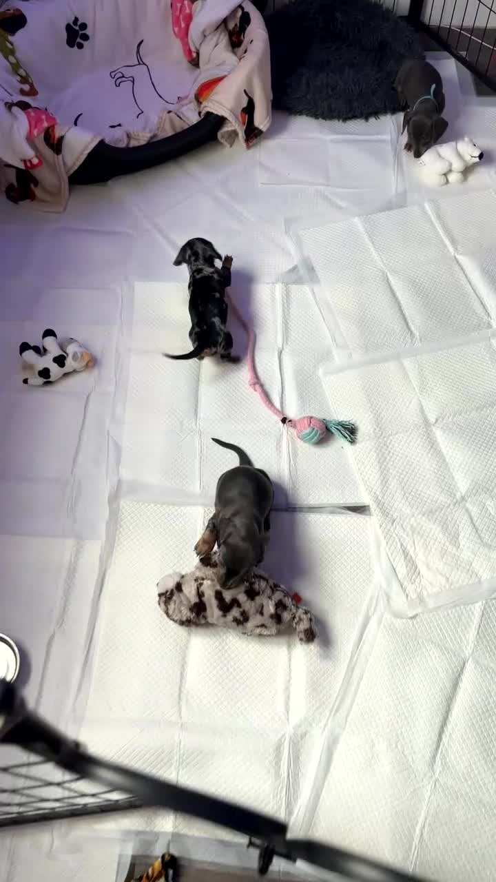 Miniature Dachshund dogs for sale: 2 miniature girl dachshunds blue and tan  - Video 3