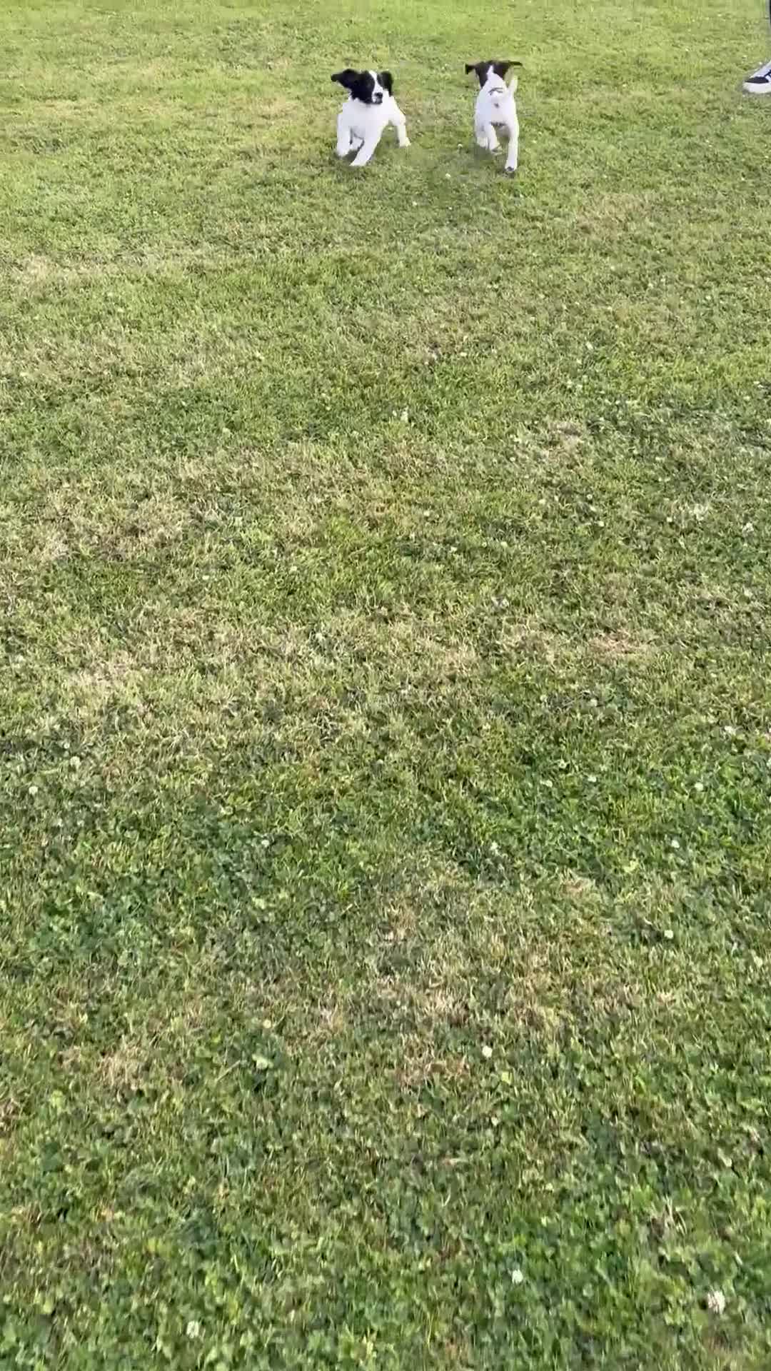 Mixed Breed dogs for sale: One Sprockador bitch pup available.  - Video 3