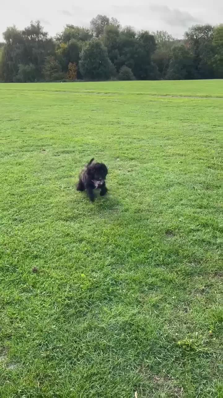 Cockapoo dogs for sale: Maya cockapoo - Video 1
