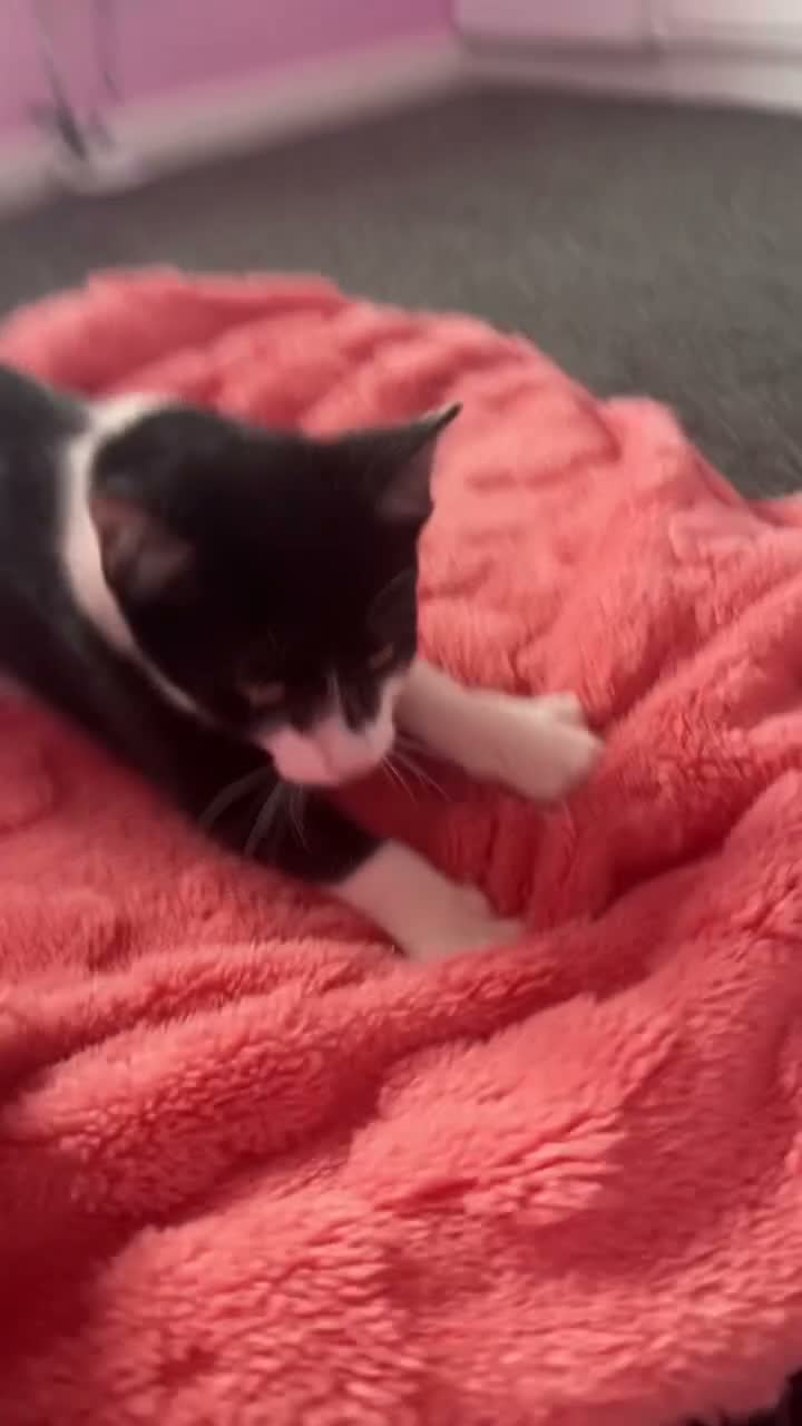 Mixed Breed cats for sale: Cute black and white male tuxedo cat, 6 months old in Luton - Video 1