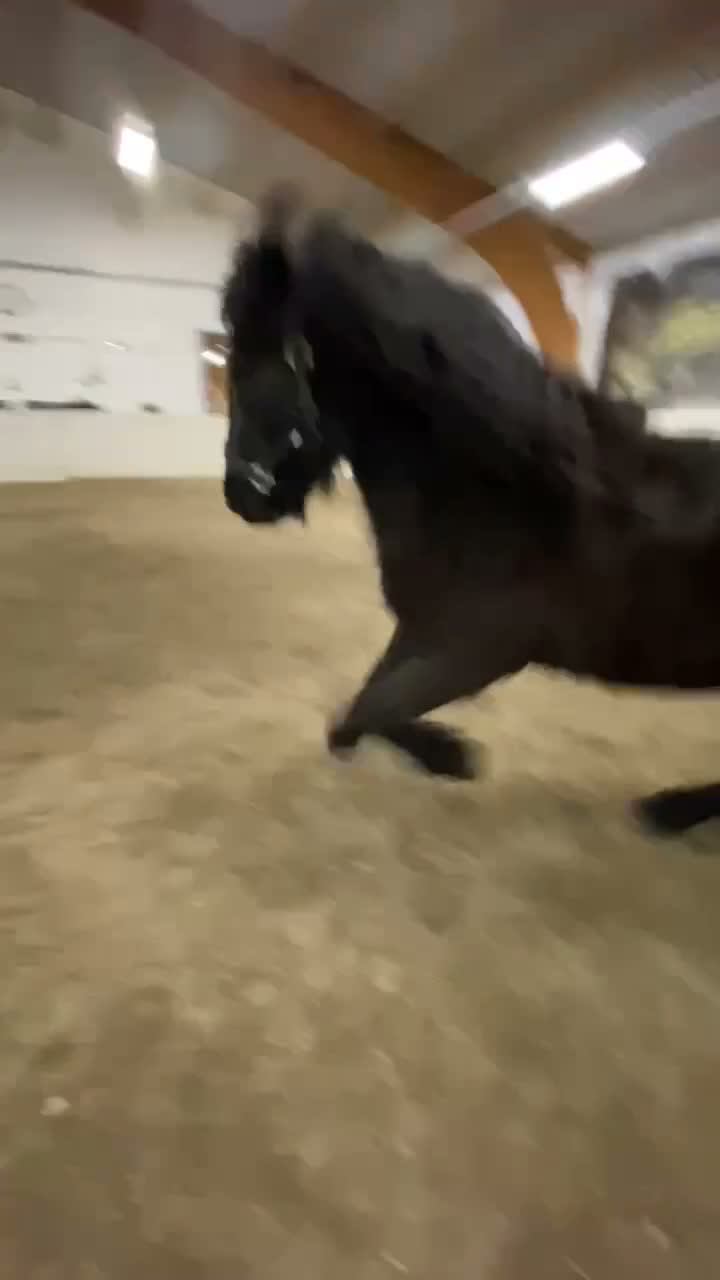 Icelandic horse horses for sale: Icelandic mare  - Video 3
