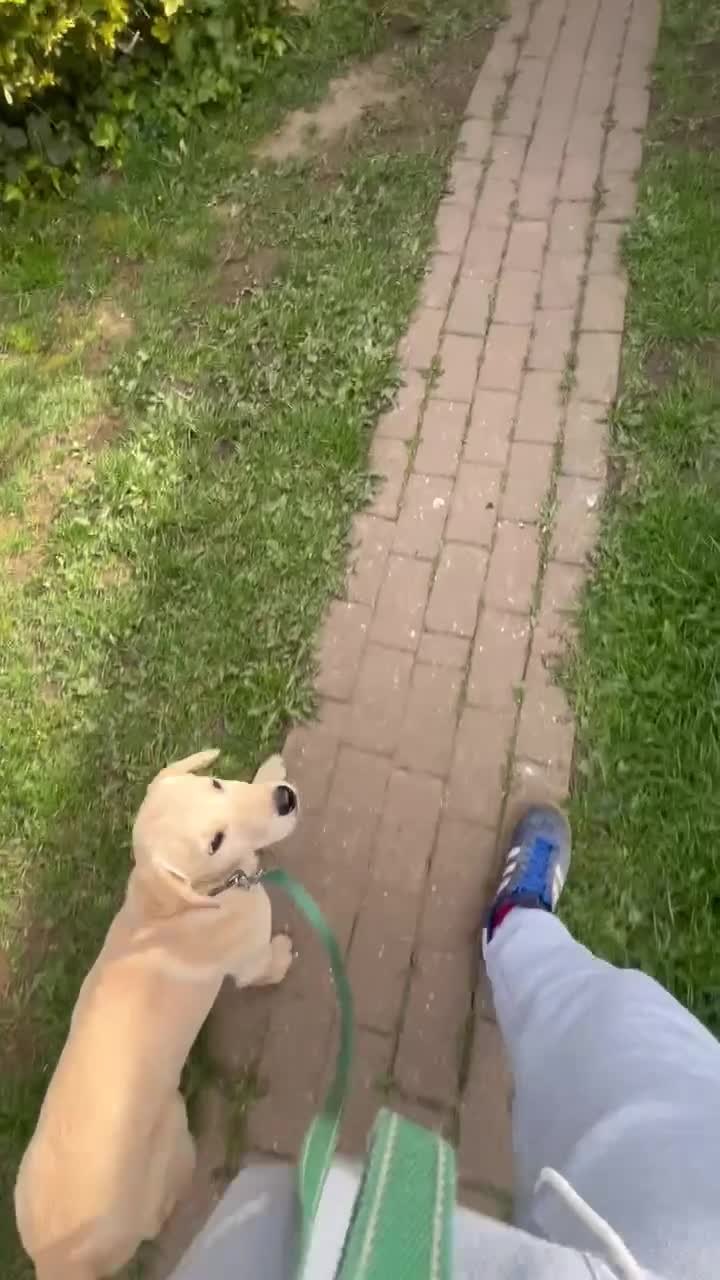 Labrador Retriever dogs for sale: Trained Labrador Retriever for sale  - Video 1