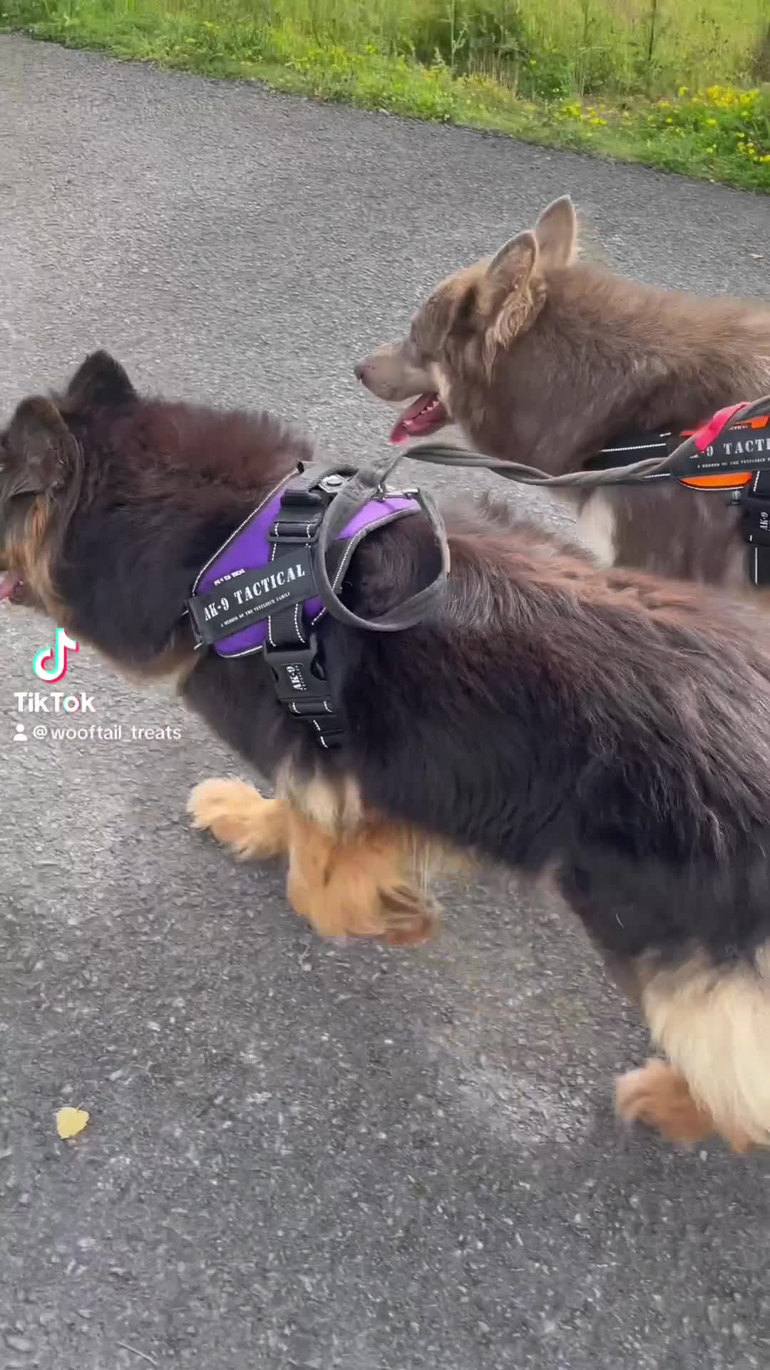 German Shepherd dogs for sale: Stunning pedigree German shepherd puppies  - Video 2