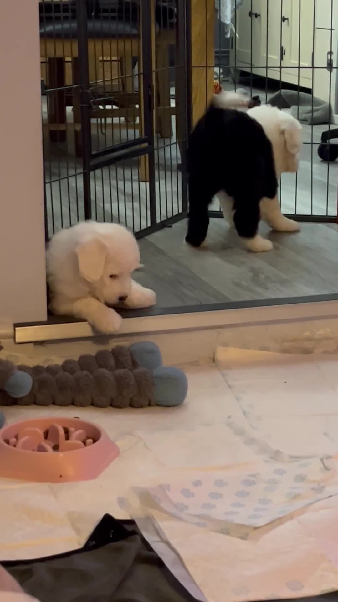 Old English Sheepdog dogs for sale: Old English Sheepdog Puppies - Video 2