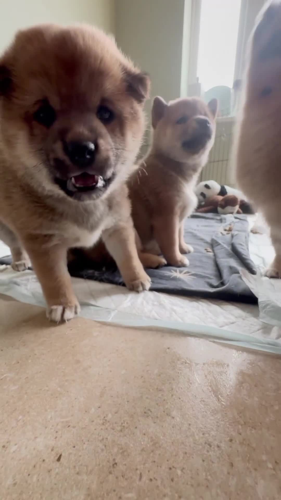 Japanese Shiba Inu dogs for sale: KC Registered Japanese Shiba-Inus  - Video 3