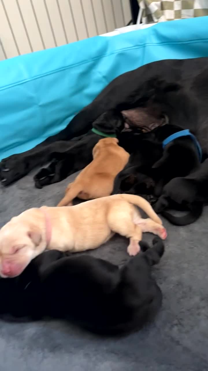 Goldador dogs for sale: GOLDADORABLES 💕 - Video 1