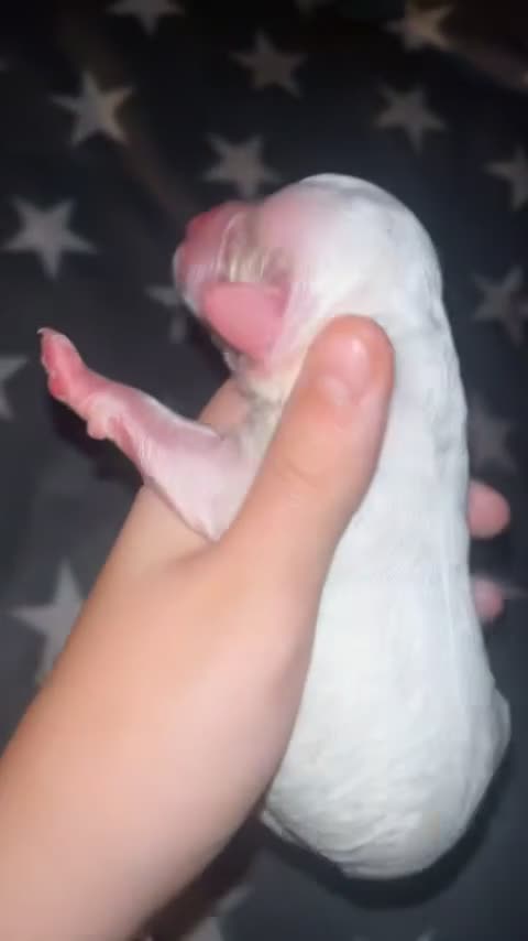 Cockapoo dogs for sale: Cockapoo puppies  - Video 4