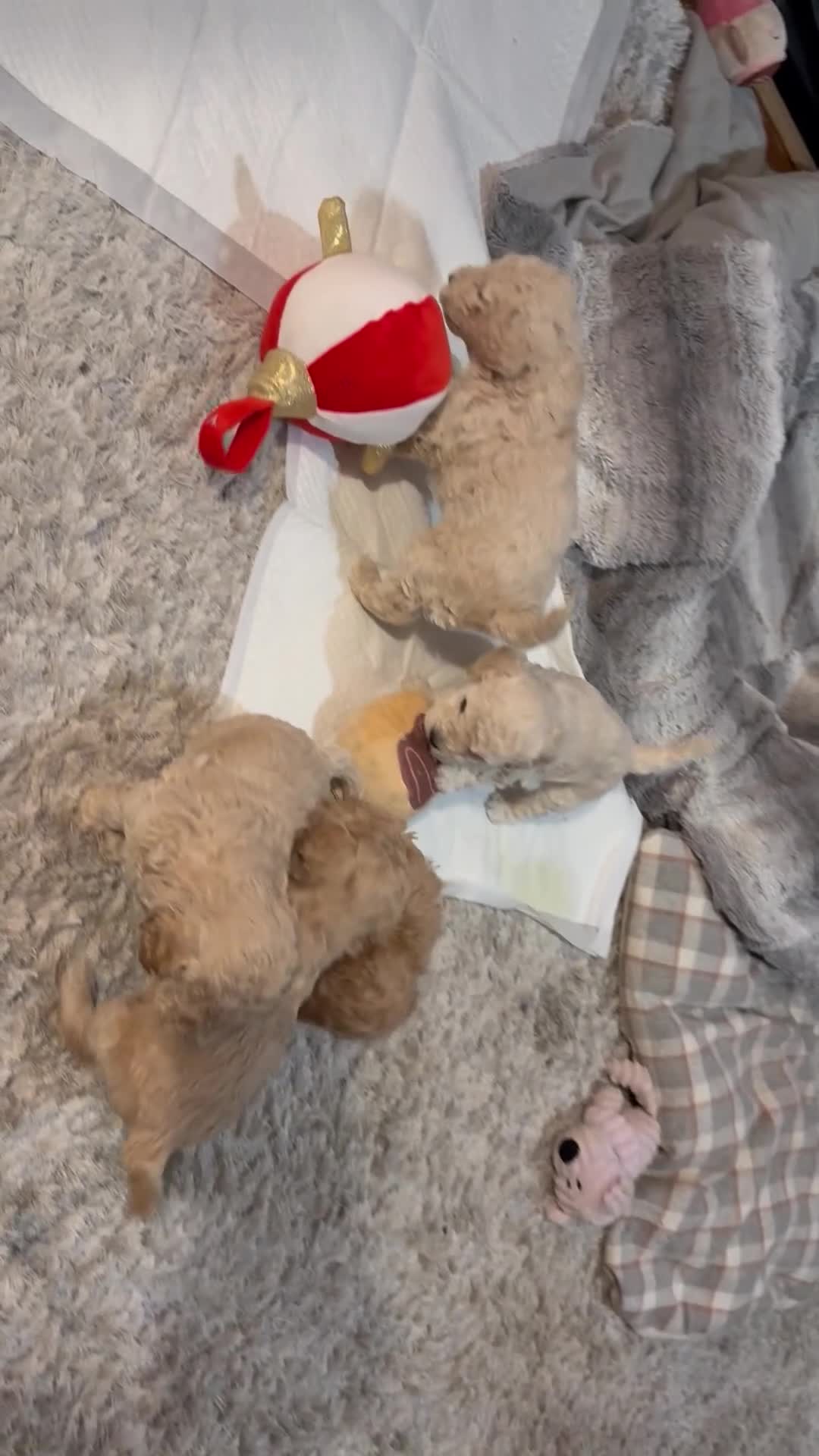 Maltipoo dogs for sale: Ready this week 🧸 - Video 2