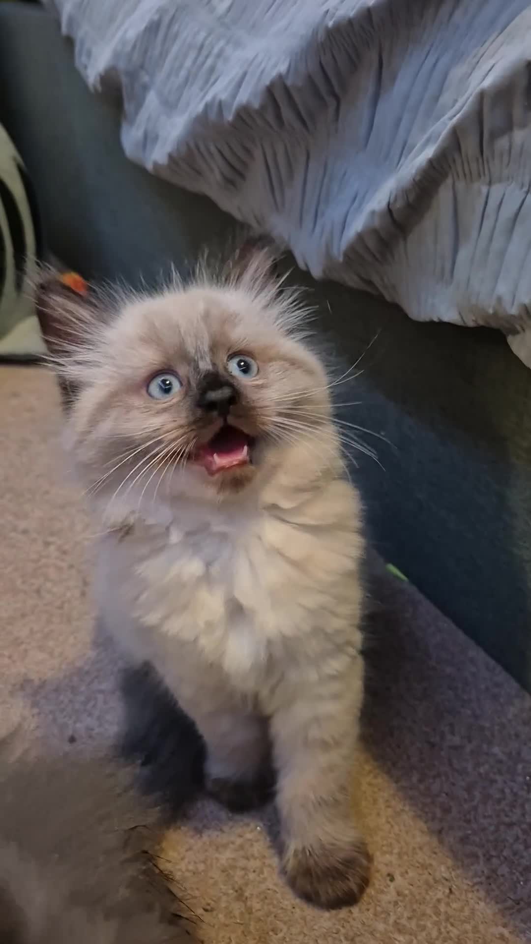 Ragdoll cats for sale: Gorgeous part ragdolls looking for loving homes! - Video 3