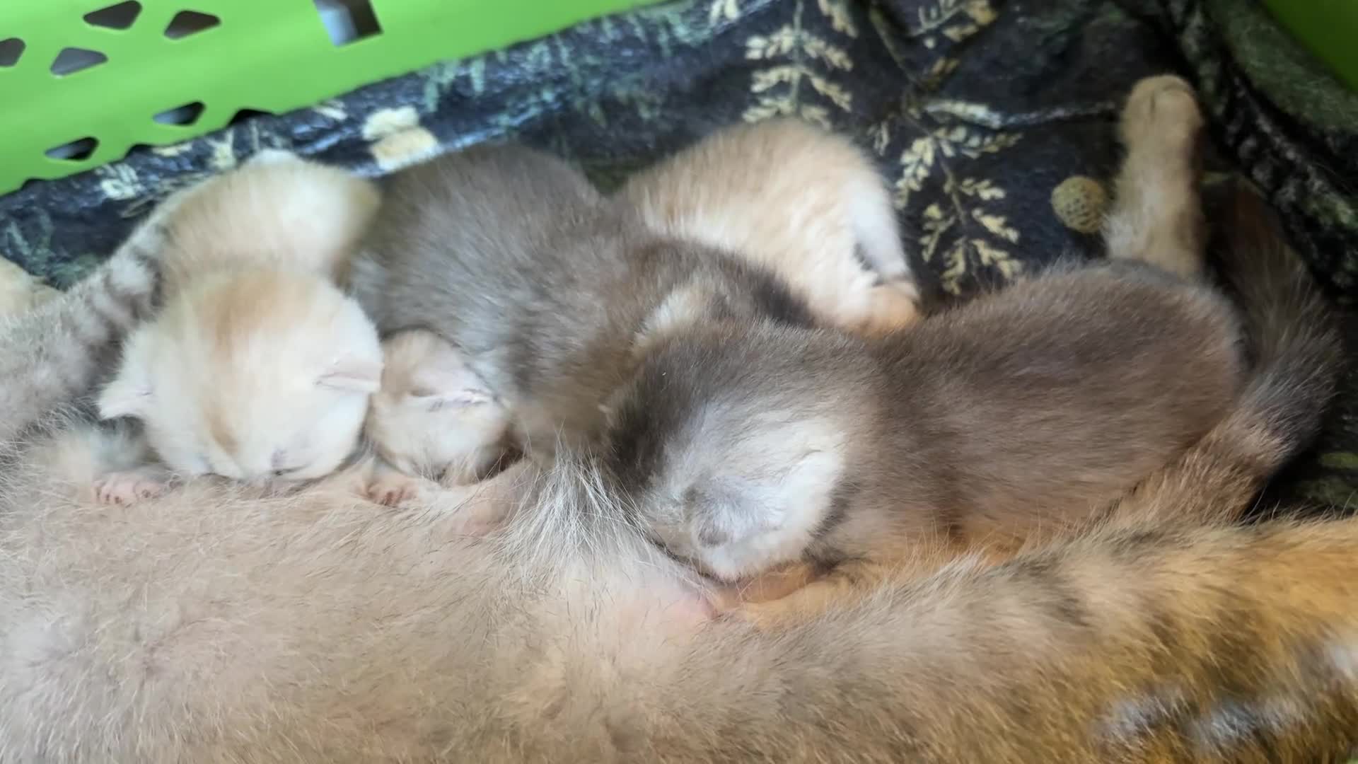 British Shorthair cats for sale: 🐾 BSH babies 🐾 - Video 2