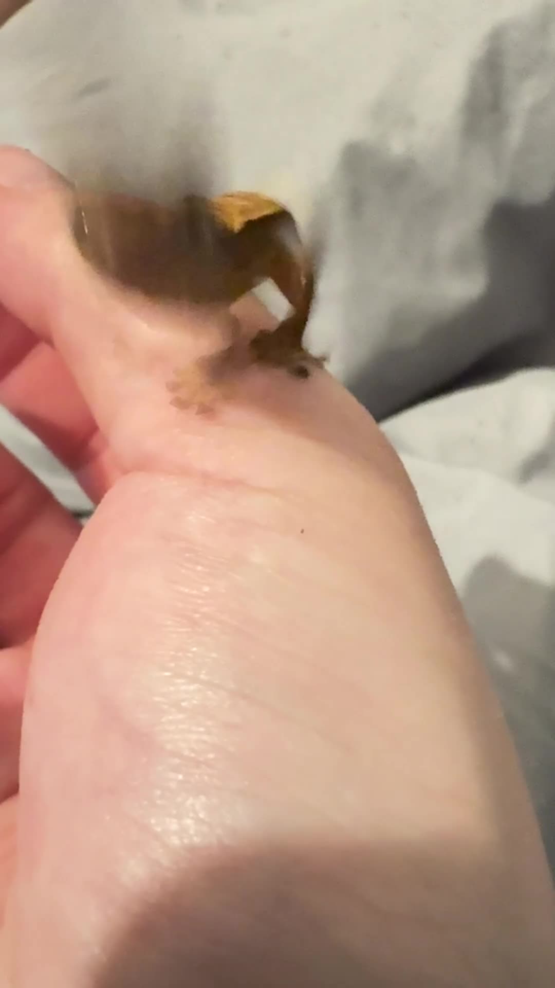 Gecko reptiles for sale: Crested Gecko in Waltham Cross - Video 1
