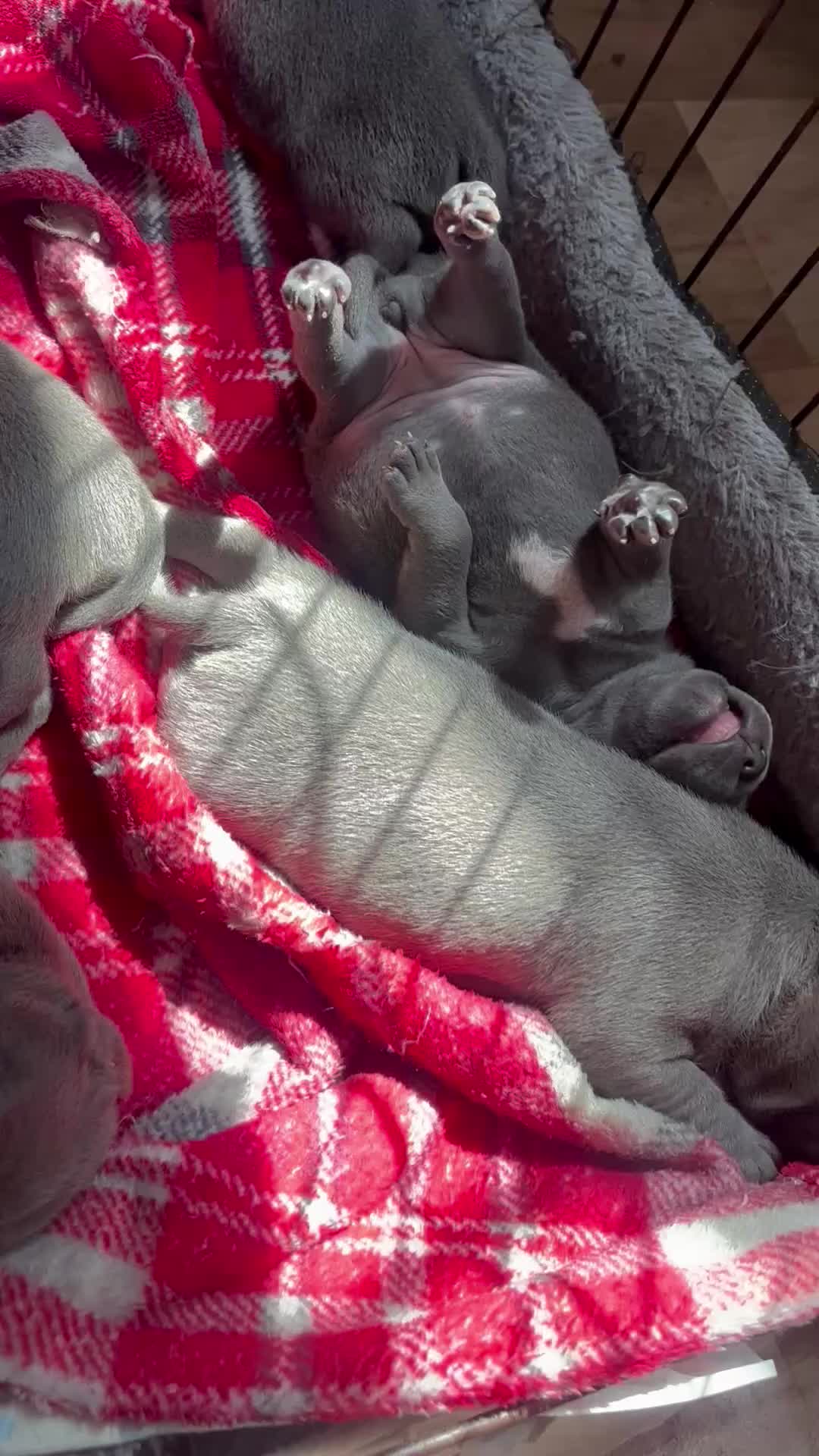 Staffordshire Bull Terrier dogs for sale: Staffordshire Bull Terrier pups - Video 1