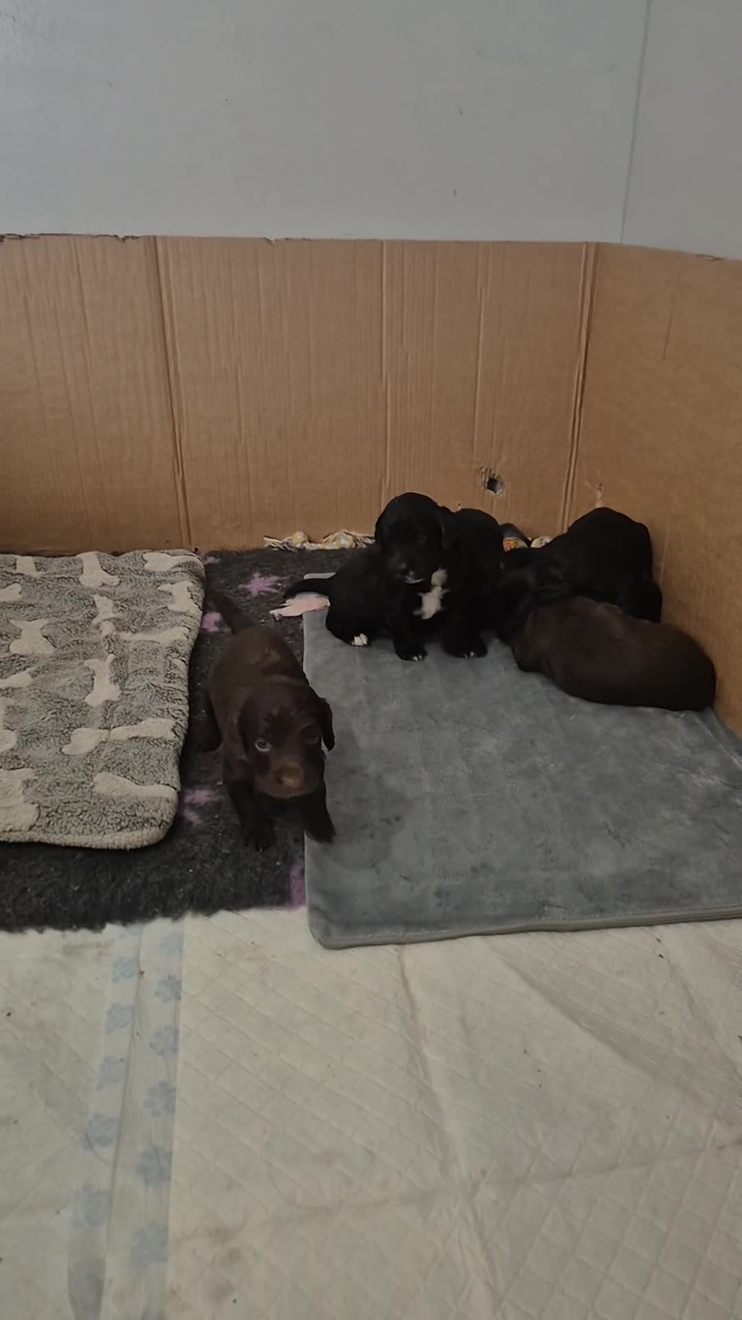 Mixed Breed dogs for sale: Gorgeous Sprockapoollies - Video 1