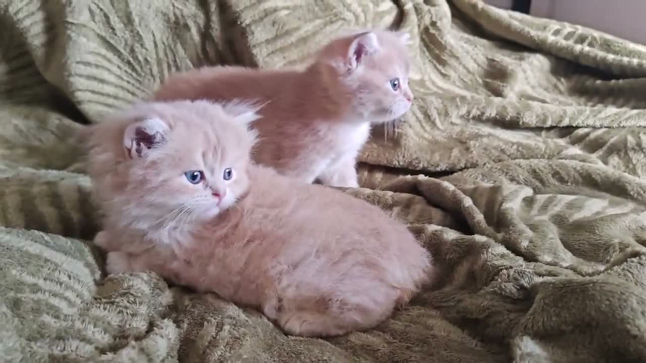 British Shorthair cats for sale: Golden cy12 British Shorthair Boys – Vet Raised in Norwich - Video 1