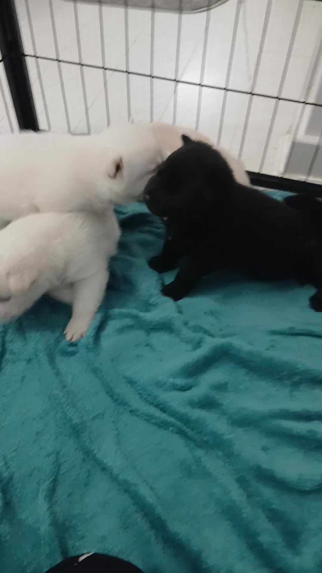 Mixed Breed dogs for sale: 5 stunning hybrid chowskis pups - Video 2