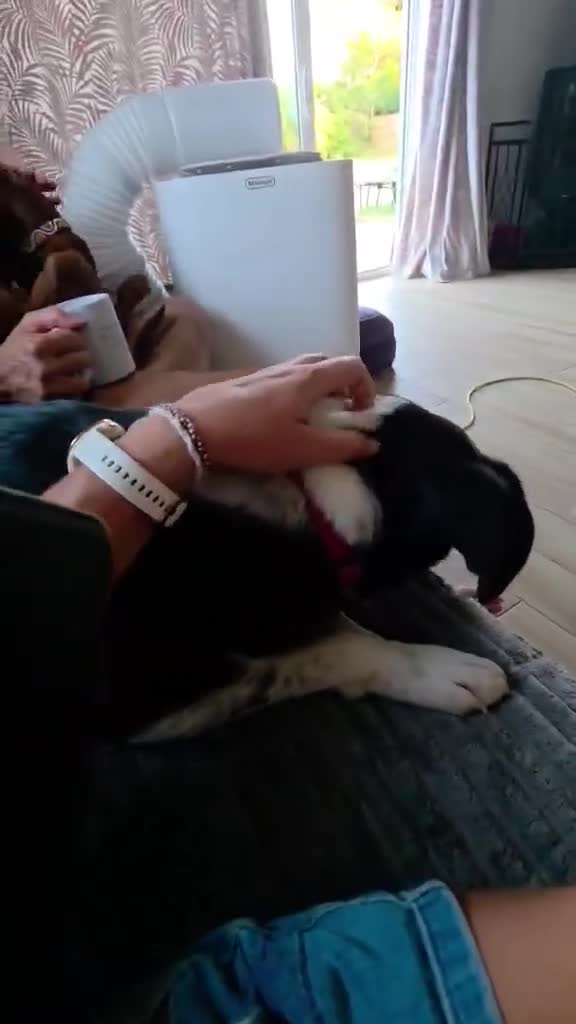 Mixed Breed dogs for adoption:     🐾 Tommy 💙 Ready to find friends  - Video 2