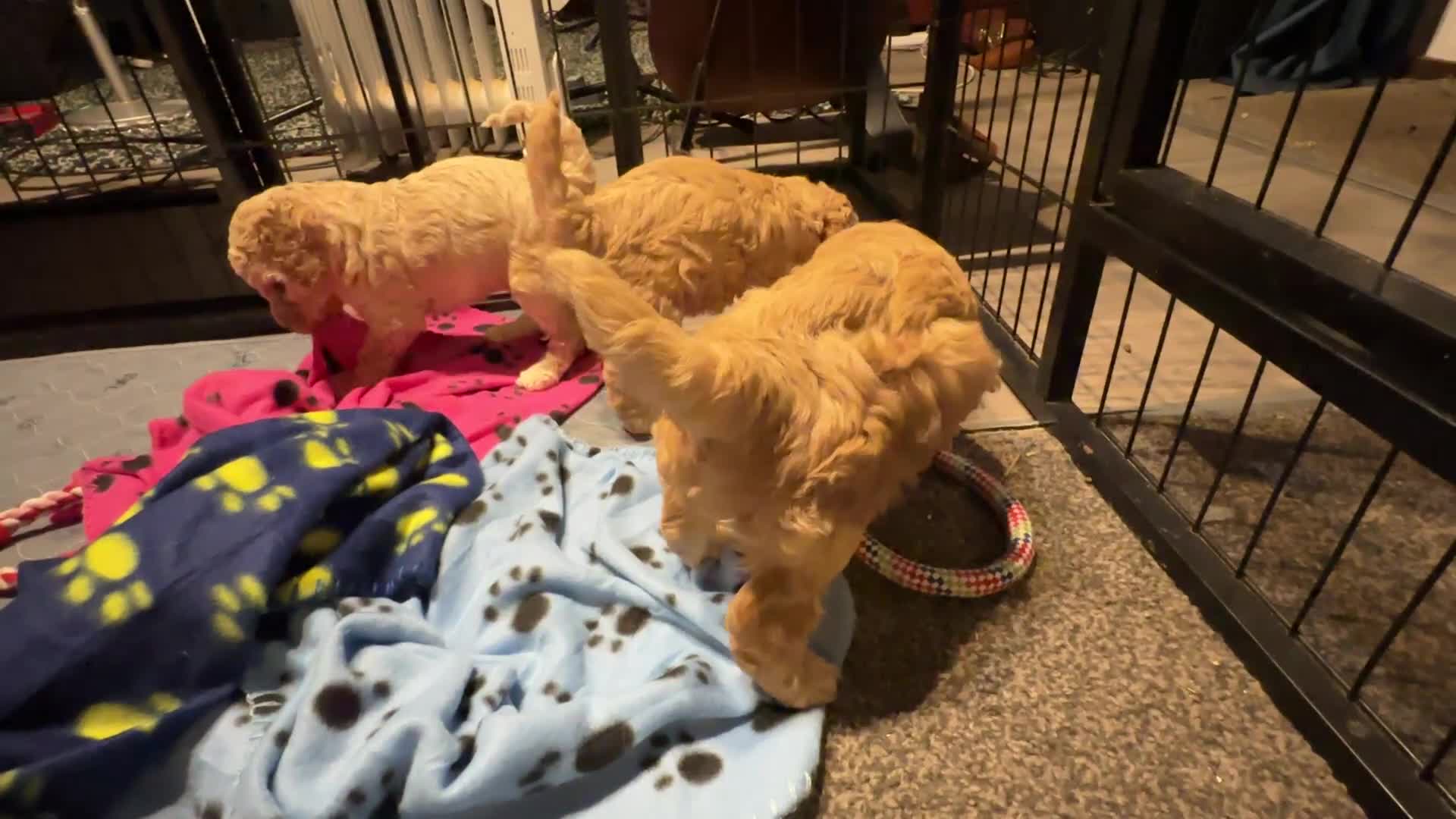 Cockapoo dogs for sale: Show Type Cockapoo Puppies - DNA tested parents - Video 1