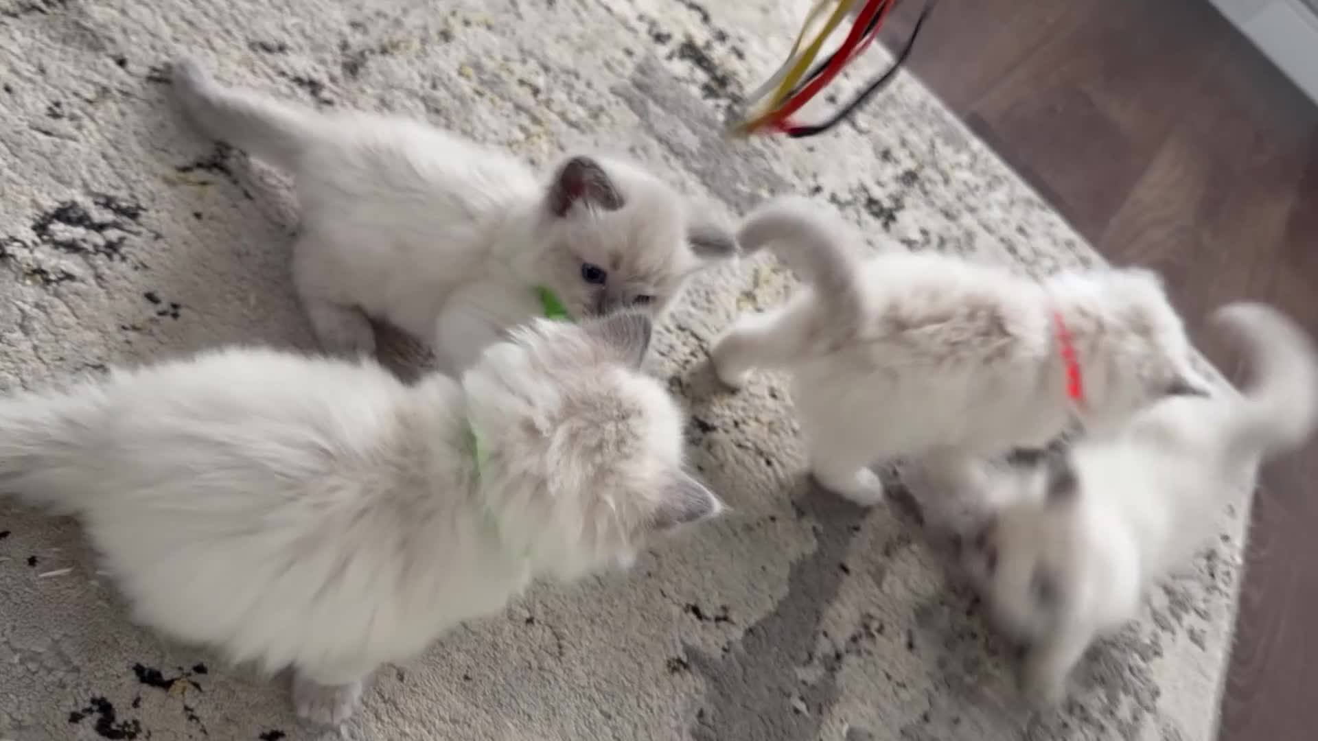 Ragdoll cats for sale: 🐾💕 Beautiful Ragdoll Kittens for SAle🐾💙 - Video 1