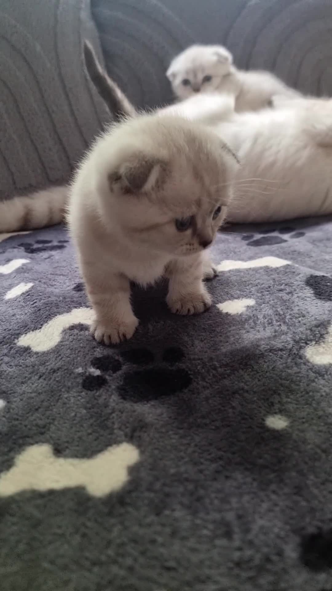 Scottish Fold cats for sale: Scottish Straight and Scottish Fold  - Video 5
