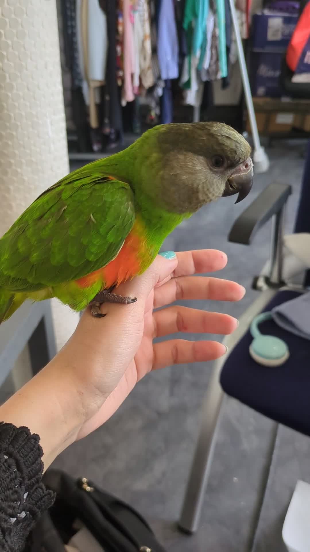 Parrots birds for sale: Senegal babies hand reared silly tamed  - Video 3