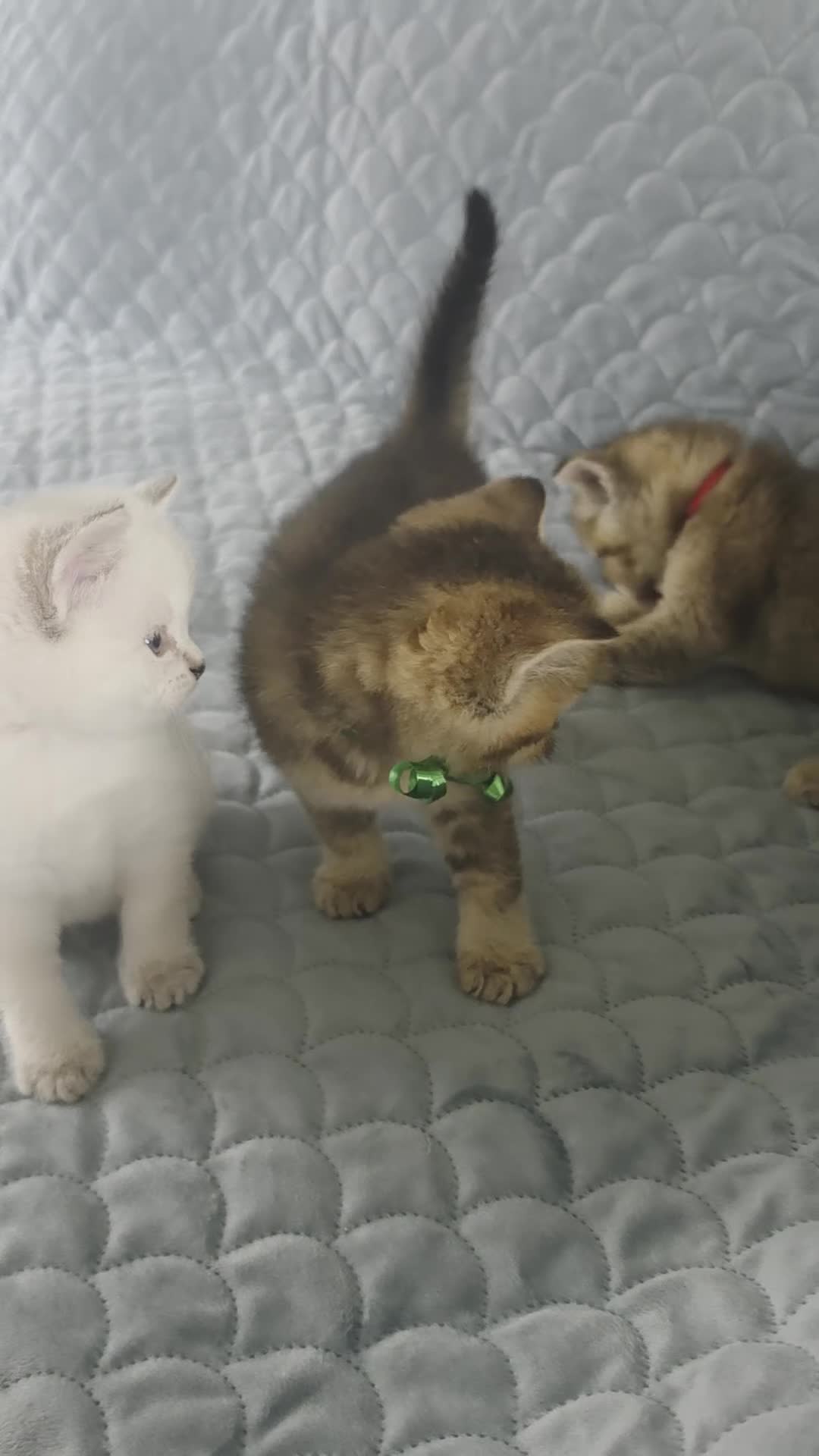 Scottish Fold cats for sale: Adorable 6 Scottish fold kittens  - Video 2