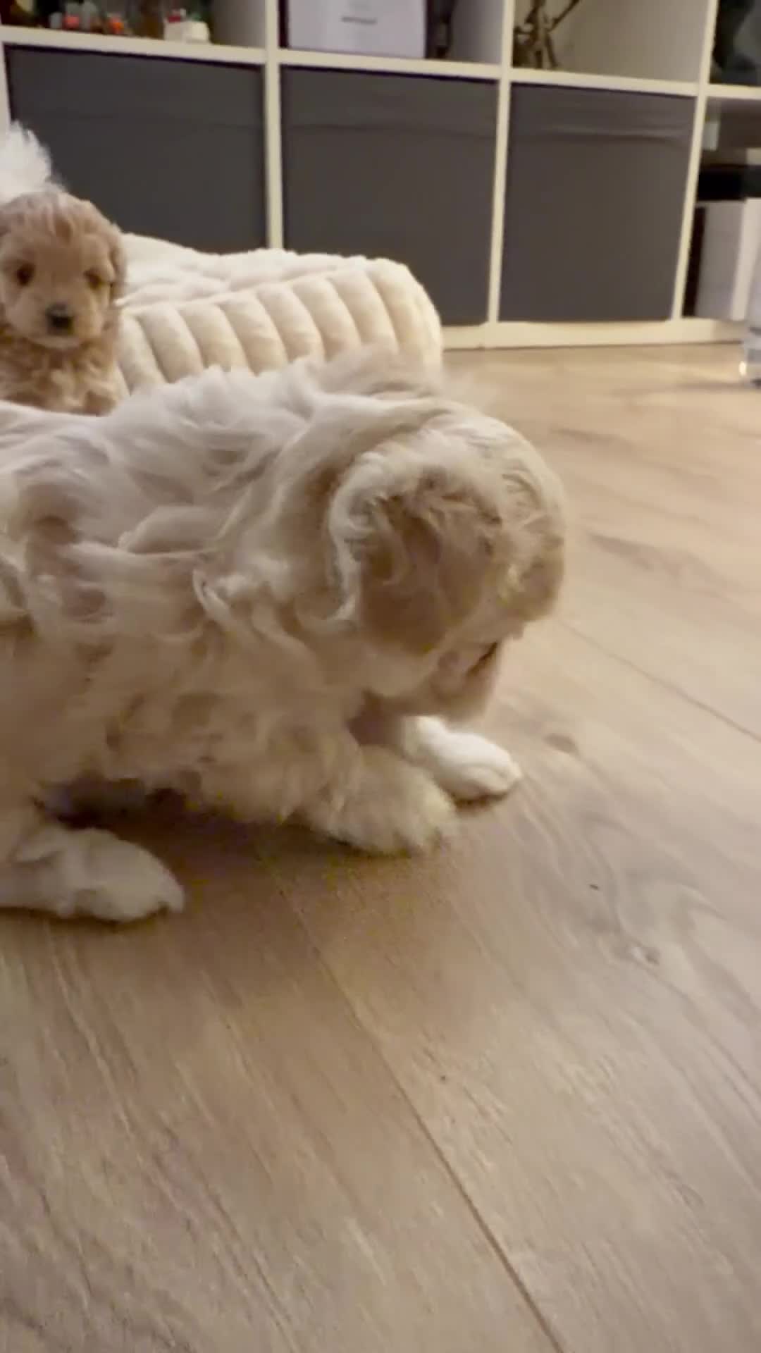 Maltipoo dogs for sale: 💛  Maltipoo Puppies Ready 16th Dec  💛 - Video 1