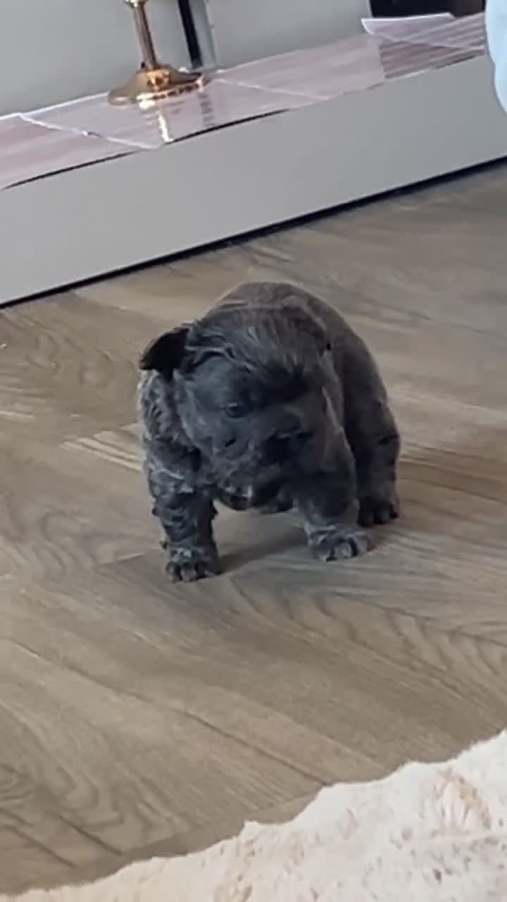 French Bulldog dogs for sale: Visual fluffy French bulldog pups  - Video 1