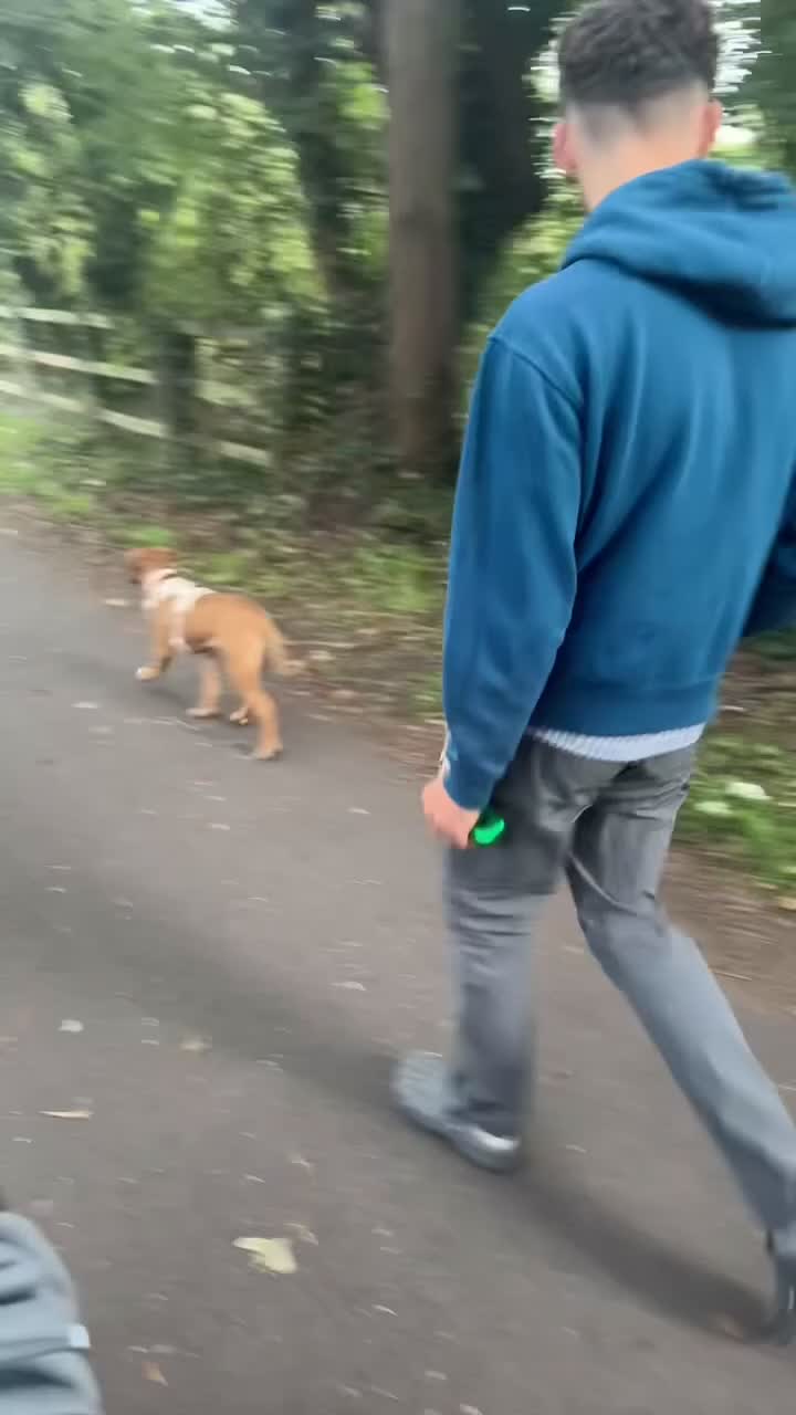Mixed Breed dogs for sale: 7 Month Old Staffy Mastiff Cross – Loving Home - Video 1
