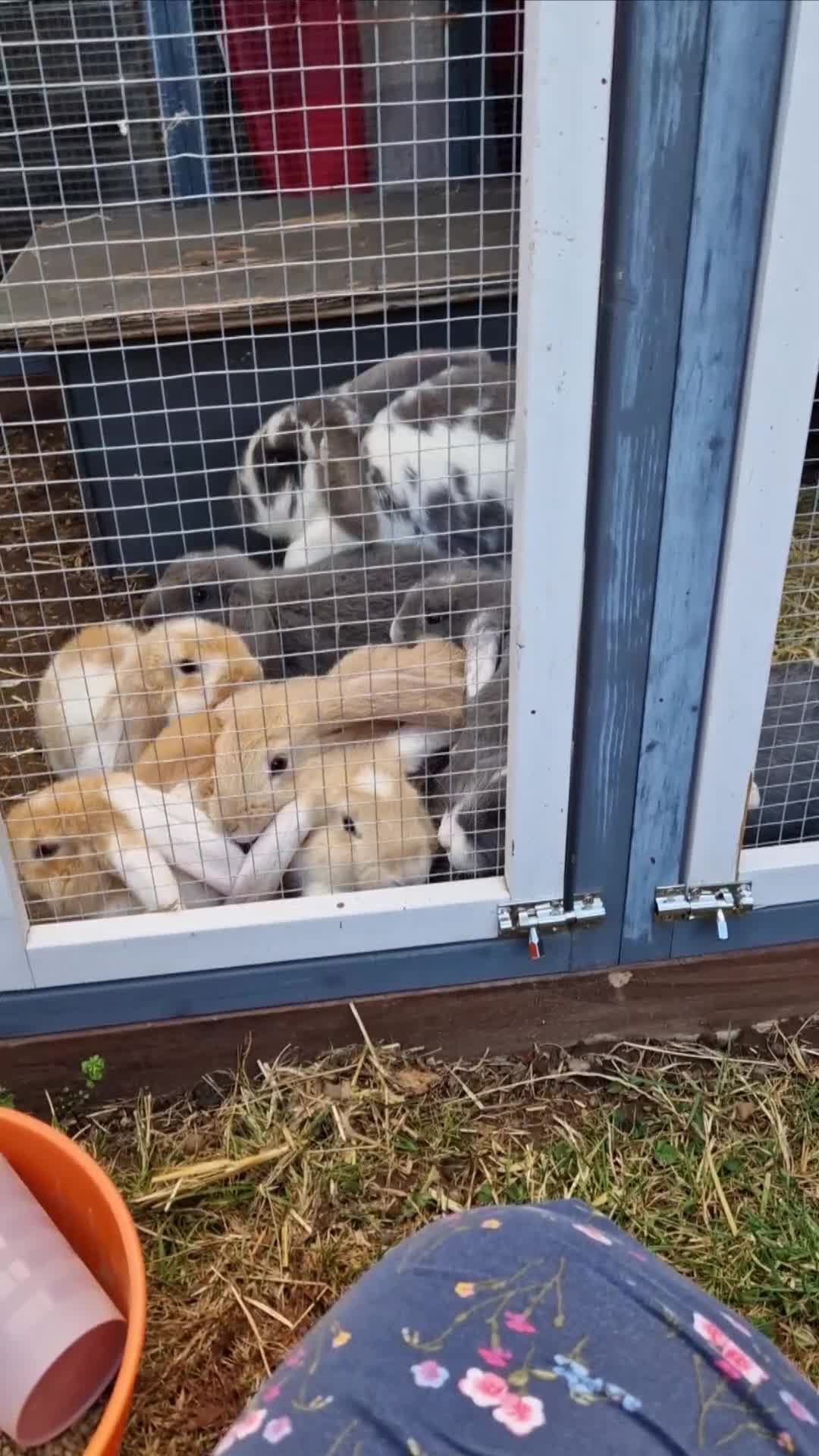 French Lop rabbits for sale: French lop/continental giant babies - Video 1
