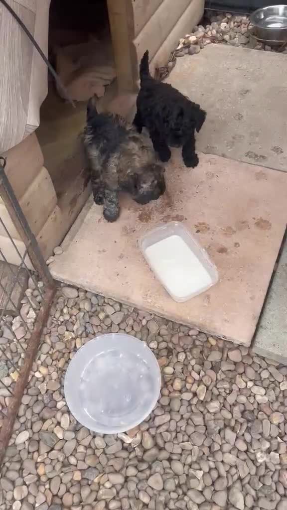 Cockapoo dogs for sale: Cockapoo puppies for sale  - Video 1