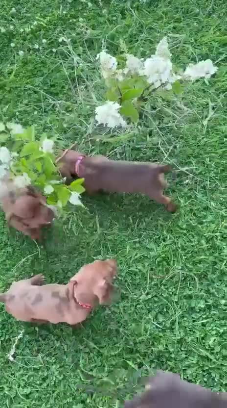 Miniature Dachshund dogs for sale: Beautiful Miniature Dachshunds 🐾 - Video 1