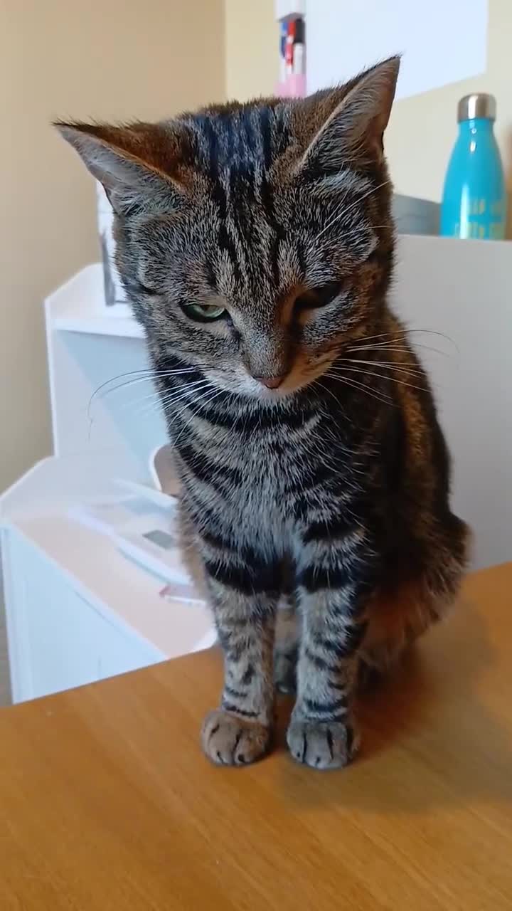 Domestic Shorthair cats for adoption: ADOPTION: Mischief - Video 1