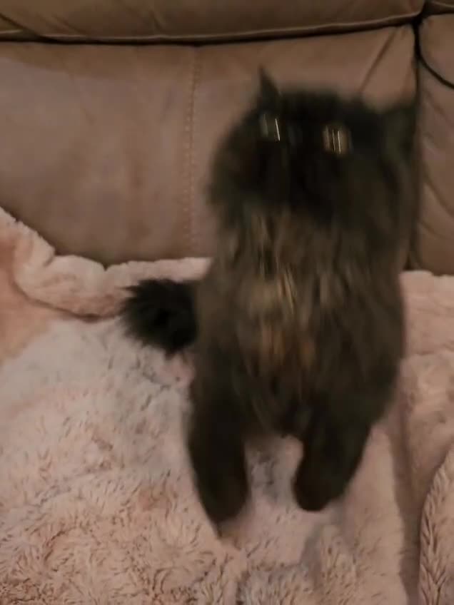 Persian cats for sale: Stunning Persian girl  - Video 4